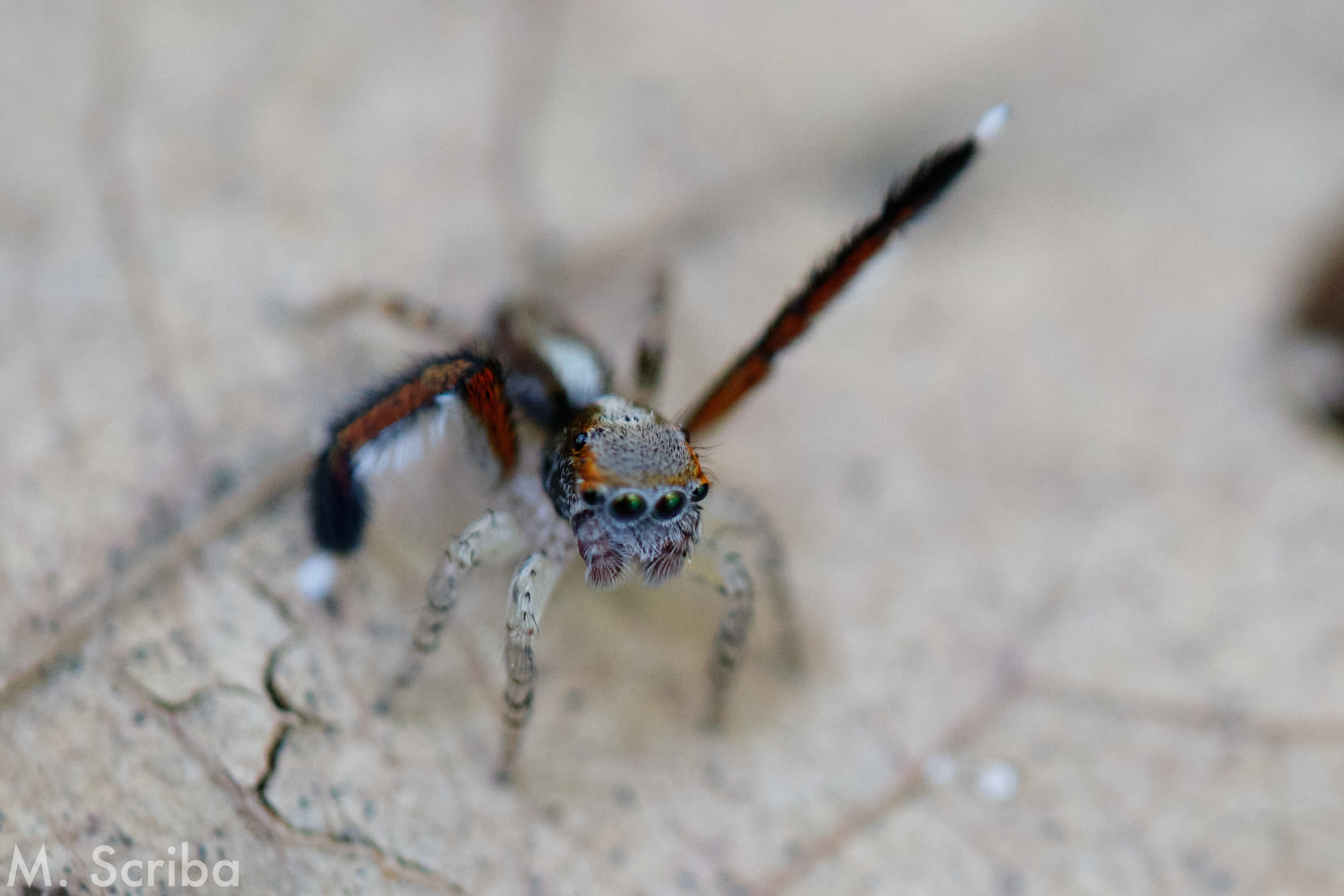 Saitis barbipes male raising leg